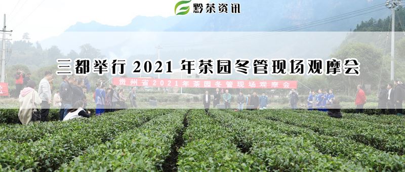 Winter Management Field Observation Meeting for 2025 Tea Gardens Held in Sandu-1