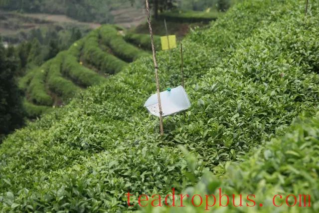 Controlling Tea Tree Pests and Diseases in an Environmentally Friendly Way: Reliable!-6