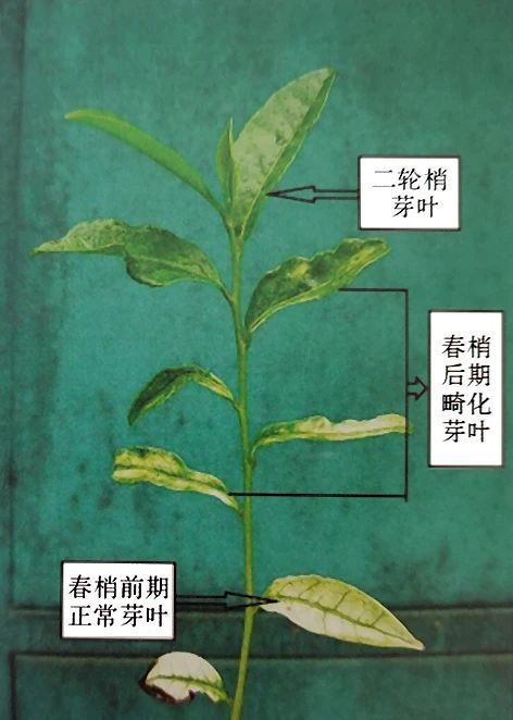 Regulation of Bleaching Characteristics in Bleached Tea - Bleaching Regulation-2