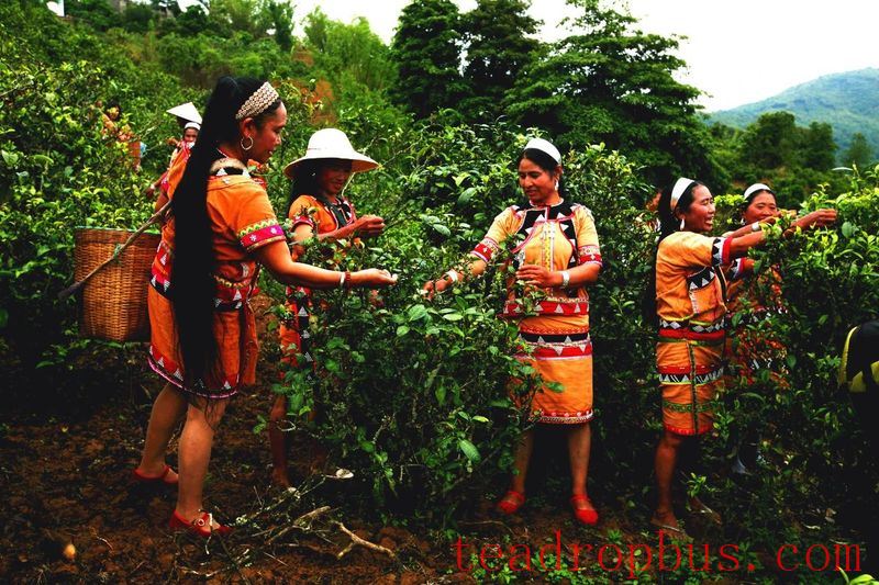 Gengma Mengjian: Small Sprouts Sketch a New Blueprint for High-Quality Development of Dazhai's Tea Industry-3