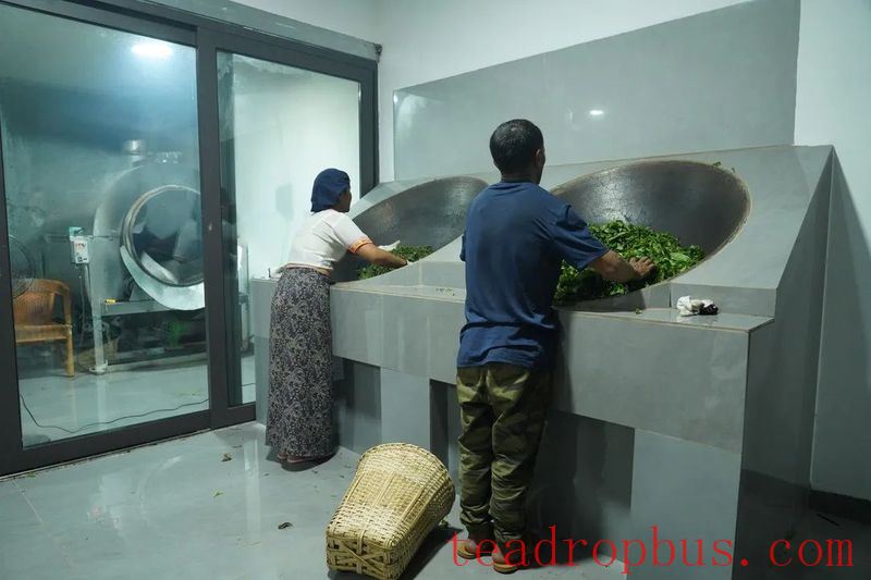 During the Spring Tea Season, the Jingmai Mountain is filled with the sweet fragrance of freshly processed tea.-3