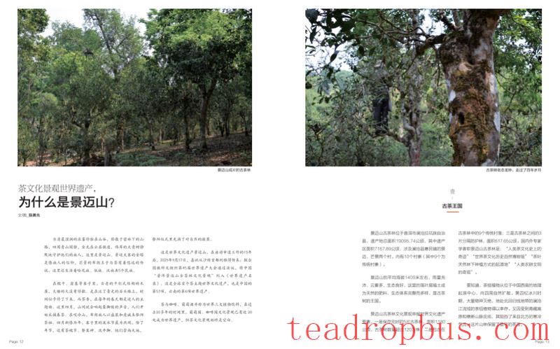 Jingmai Chronicles: Step into the World's First Tea-Themed World Heritage Site-5