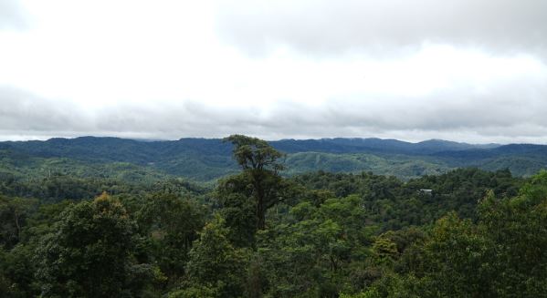He Kai Ancient Tea Mountain: Tea Farmers Explore New Models as the Mountain's Crisis Is Addressed-1