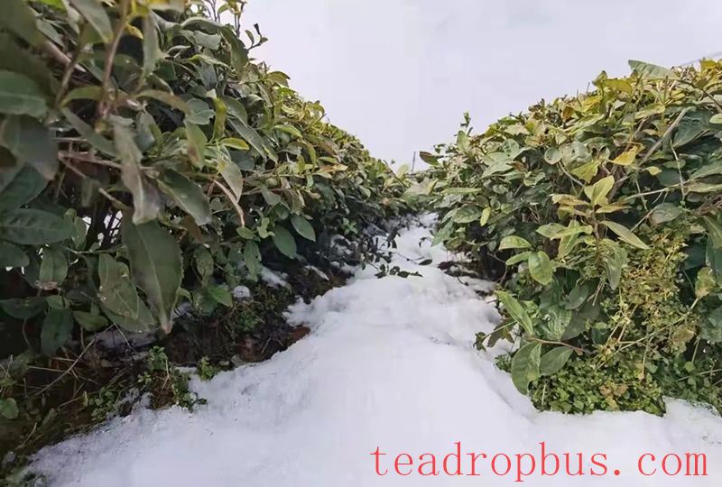 Countermeasures for Frost Damage in Guizhou's Spring Tea Gardens in 2025-2