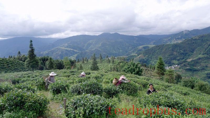 Pinghe Town, Luchun: Promoting High-Quality Development of the Tea Industry, Tea Farmers Embrace a 'Golden Career'-2