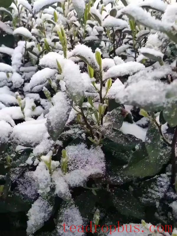 Cold Weather and Snow Management Techniques for Tea Gardens-4