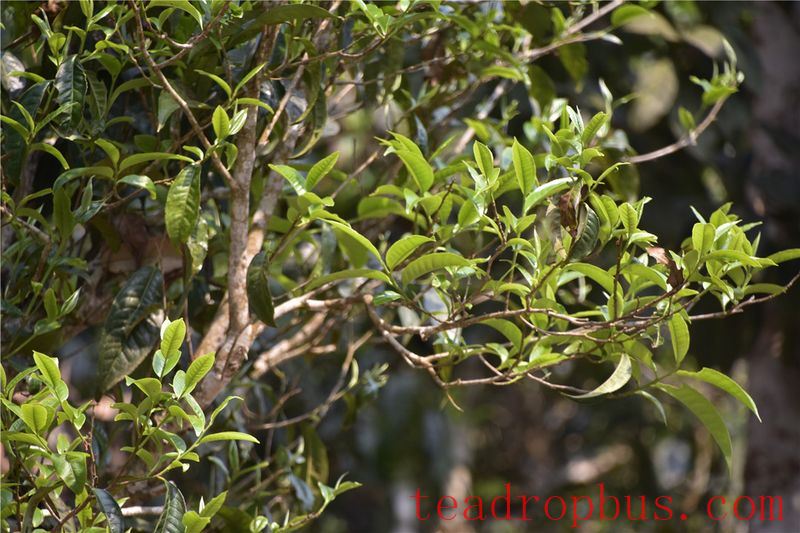 Nannuoshan, the Famous Pu'er Tea Mountain in Xishuangbanna-3