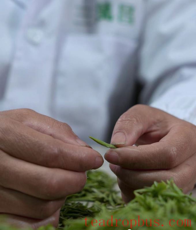 The Story Behind the Harvest and Production of Biluochun Tea-6