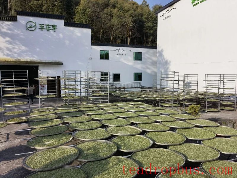 Processing Equipment: Effects of Electric and Charcoal Drying on the Quality of Fuding White Tea-1