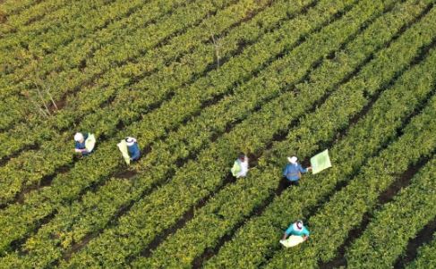 Early Winter, Busy with Tea Garden Management-12