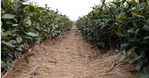 Key Points for Winter Management in Tea Gardens-4