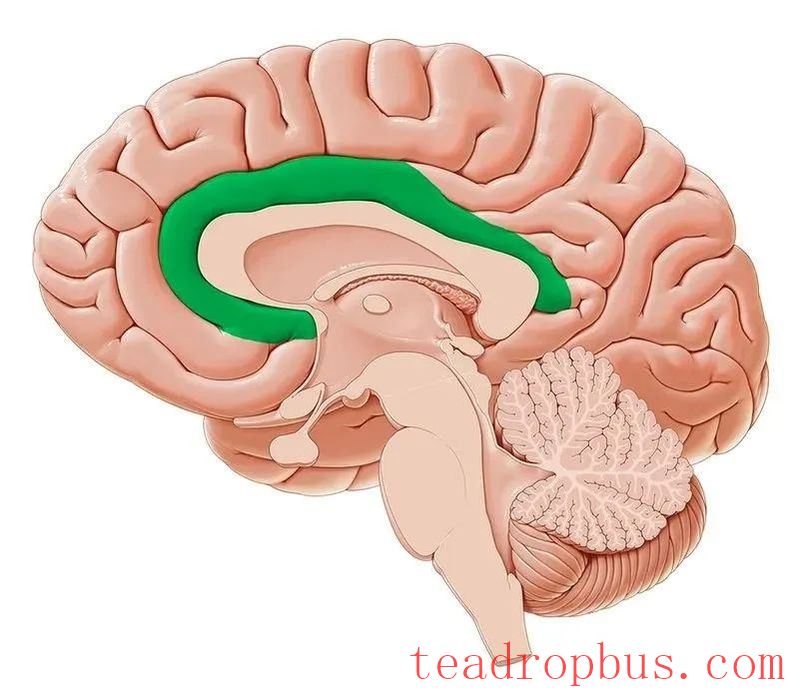 Why is Tea Addictive? Understanding Tea Addiction from a Brain Perspective-1