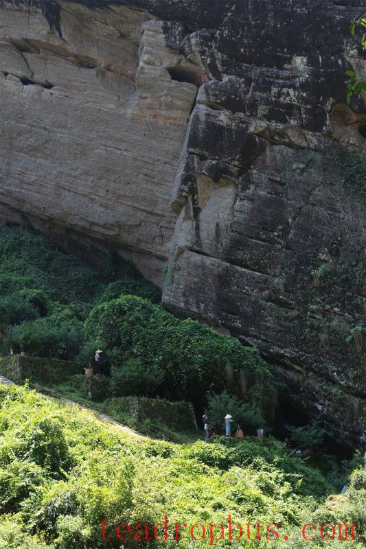 There are more Danxia landforms here than in Wuyishan, and they also produce Yancha!-8