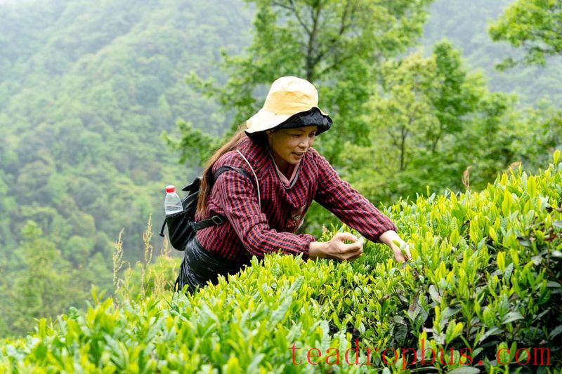 Tuanshan Village: The Mountains Bloom with 