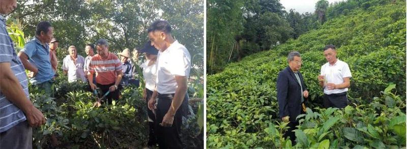 Organic Tea Technology Beautifies Tea Mountains and Empowers Rural Revitalization in the Birthplace of Yunnan Black Tea-2