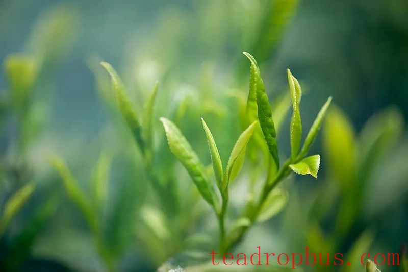 Pre-Ming Tea is as Precious as Gold, but Do You Know How to Enjoy It?-2
