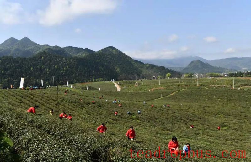 Traditional Chinese Tea-making Skills: Ning Hong Tea-1
