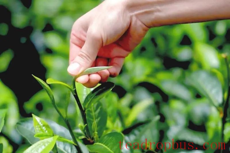 Pingzhai, Qiubei: Green Leaves Turn into Red Tickets—Tea Fragrance Enriches Rural Households-1