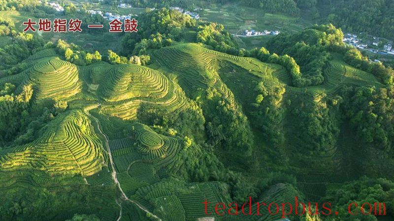 Fingerprint of the Earth in Jingu Village, Ming Shan District-2