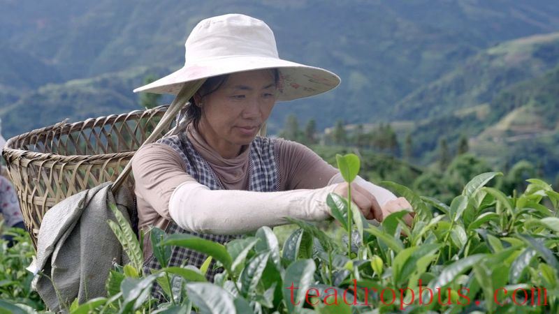 Pinghe Town, Luchun: Promoting High-Quality Development of the Tea Industry, Tea Farmers Embrace a 'Golden Career'-3