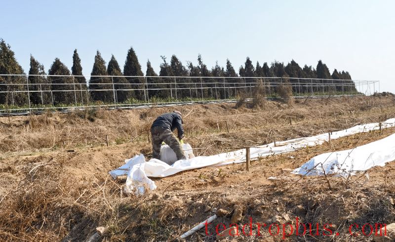 Technical Points: Spring Tea Garden Management Technical Recommendations-1