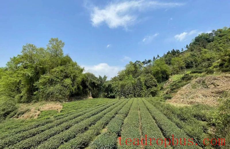 Process Equipment: Optimal Process for Summer Yellow Bud Tea-1