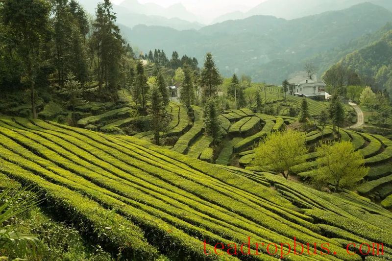 What are the effects of foliar fertilization on tea quality and yield?-2