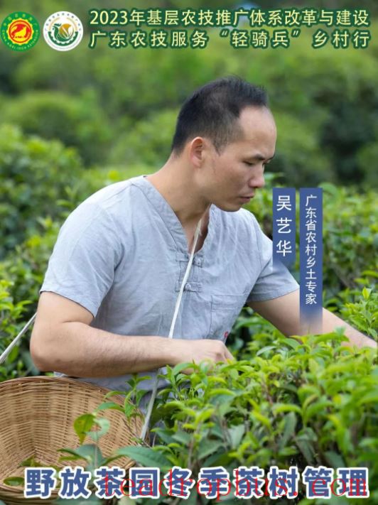 Heshan Agricultural Skills Lecture Hall — Winter Management of Wild-Released Tea Gardens-1