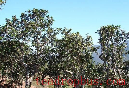 Spring Tea Picking and Processing in Full Swing in Tiandamiao Township-1
