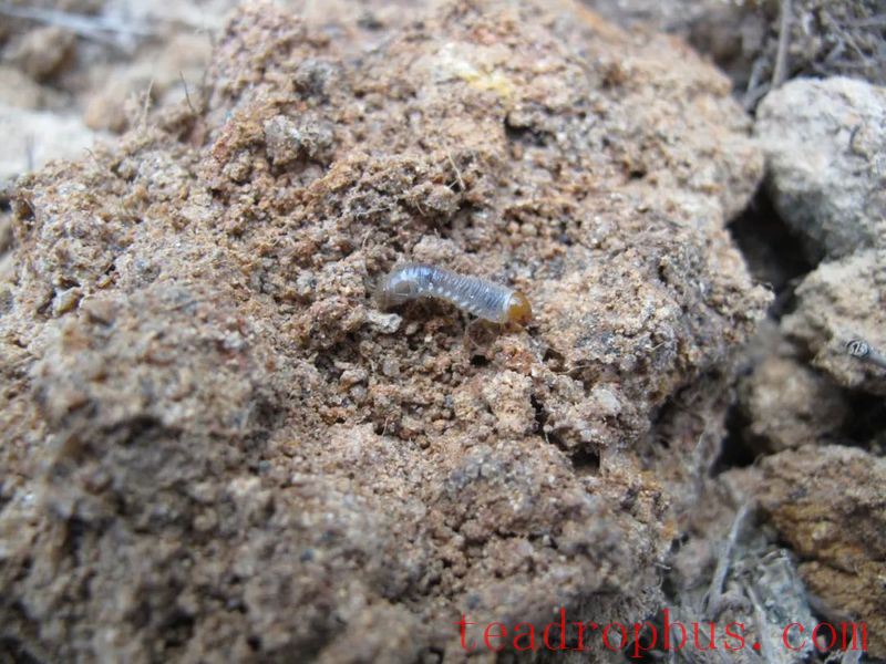 Identification and Control of the Chinese Adoretus Beetle in Tea Gardens-2