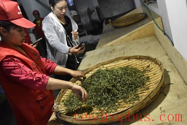 Five Factors Affecting the Quality of Tea Kneading-3