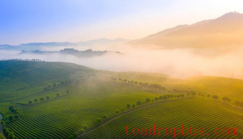 Intangible Cultural Heritage of Humanity: Traditional Chinese Tea Processing Skills - Green Tea Chapter 4: Biluochun, Xinyang Maojian, and Wuyuan Green Tea-9