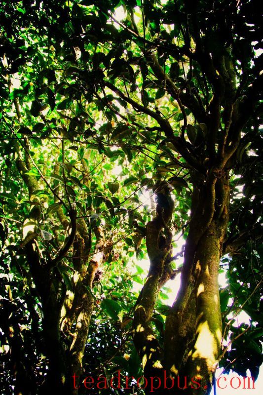 Mojiang Tea: The Taste of Time on the Leaves-6