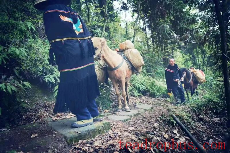 The Hometown of Tribute Tea in China — Jinsha-4