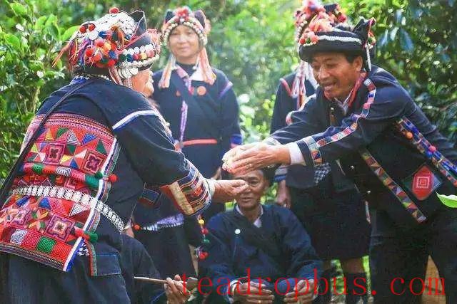 The Processing and Production of Hani Tea-2