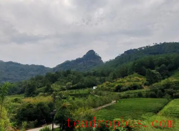 Fujian Wuyishan: Ecological Tea Gardens Move Forward into a New Era, Writing a New Chapter in Rural Revitalization-3