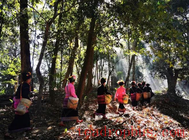The National Times Focuses on Menghai: Crafting the Tea Narrative Together for Shared Happiness-3