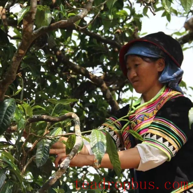 Busy Tea-Picking in Spring in Lancang; Manglang Town's Ancient Tea Trees Fragrant-5