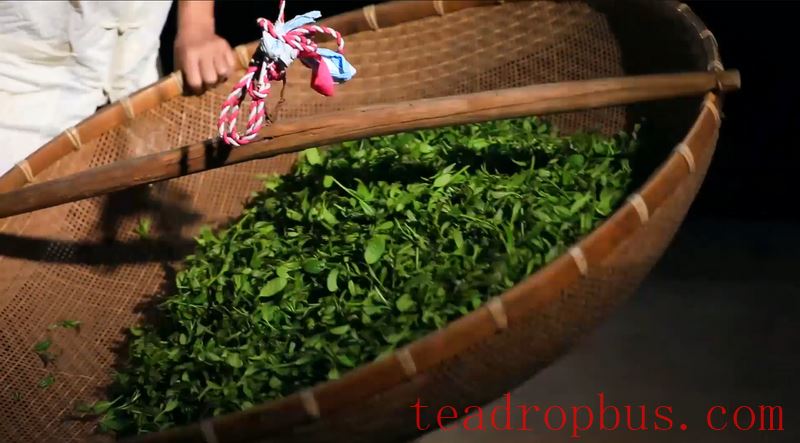 The Traditional Skills for Producing Anxi Tieguanyin Tea Successfully Included in the UNESCO Representative List of the Intangible Cultural Heritage of Humanity-5