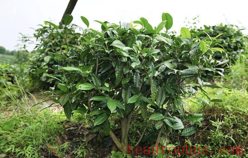Tea Plant Image