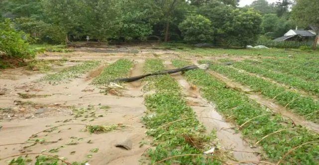 The Super Typhoon Doksuri Strikes: Here's Your Tea Garden Flood Prevention Guide!-1