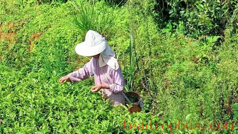 Pingzhai, Qiubei: Green Leaves Turn into Red Tickets—Tea Fragrance Enriches Rural Households-3