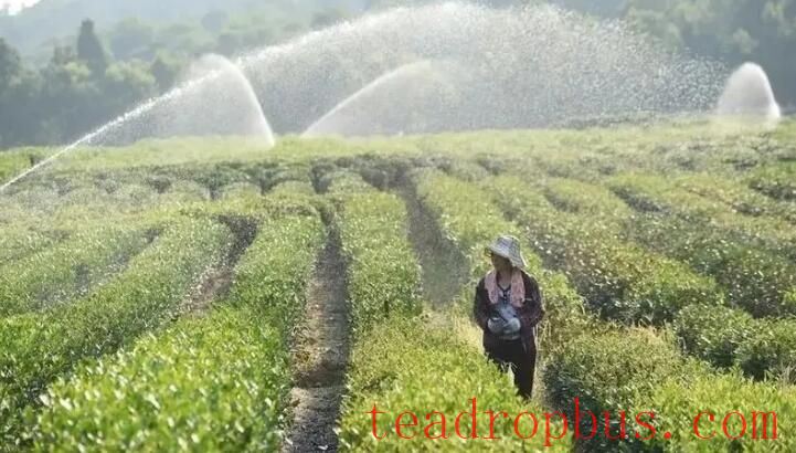 Scientific Fertilization Guidance for Tea Trees in the Autumn and Winter of 2025-3