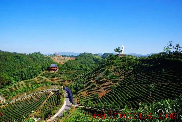Shangnan Court Supports Tea Industry Development and Optimizes the Business Environment Under the Rule of Law-1