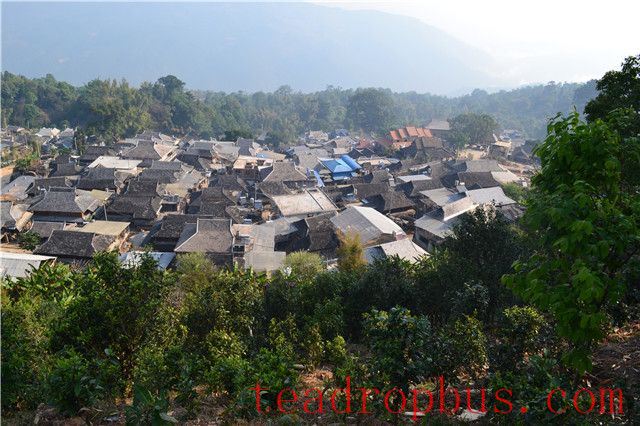 Tea King Festival: An Overview of the History and Culture of Menghai Pu'er Tea (Part Three)-1