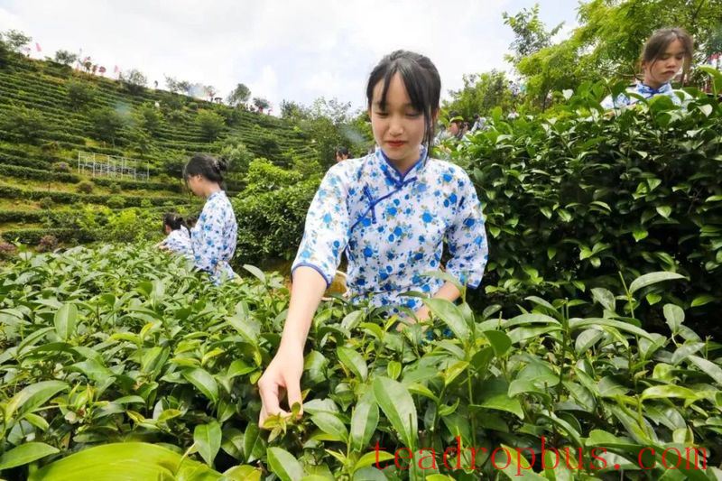 It's the Right Time to Pick Tea! In Zijin, Spring is Hidden in the Fragrance of Tea-3