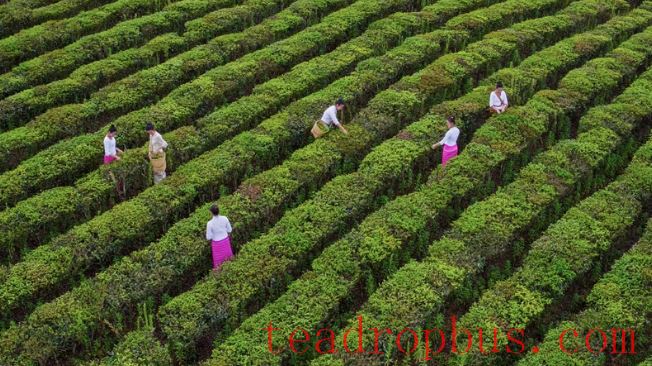 The National Times Focuses on Menghai: Crafting the Tea Narrative Together for Shared Happiness-7