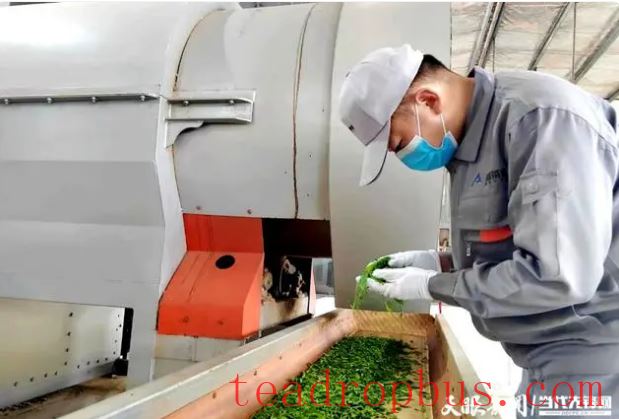 Selling at Higher Prices and Expanding into Better Markets! “Clean Guizhou Tea” Aims for the International Market-3