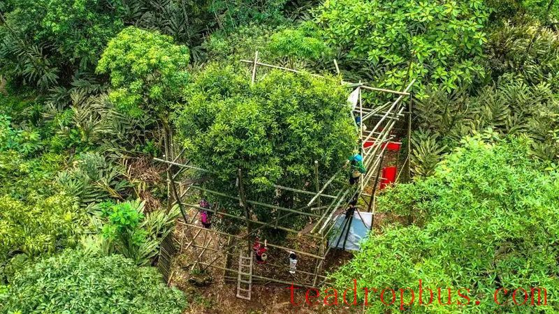 Tea Charm of Malipo Series (Part 1): Malipo Tea – Standing Proud Through Quality and Trust-5