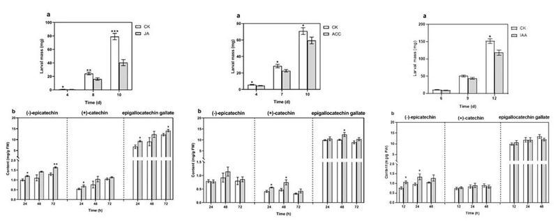 Effects of three different plant hormones on the weight of gray tea looper larvae and catechin content in leaves